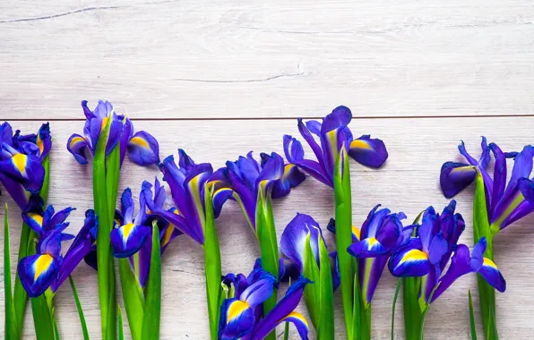 Picture flowers, spring, iris