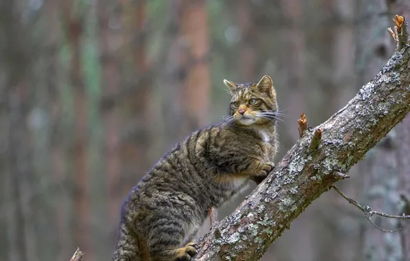 Scotland, forest cat, Cairngorms
