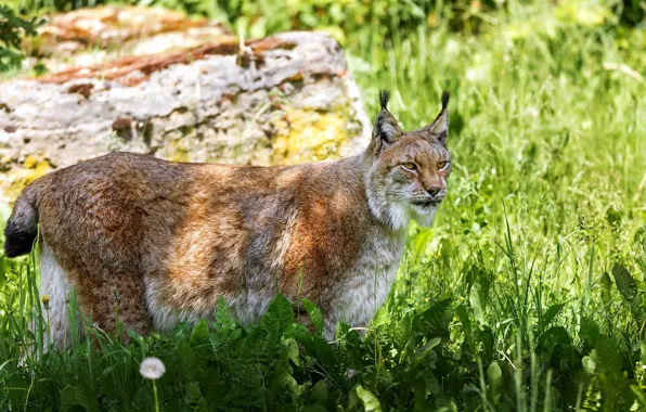Picture grass, predator, lynx