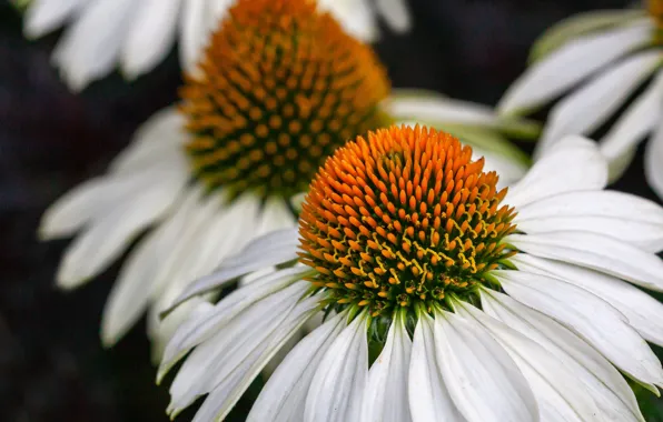 Picture macro, petals, white echinacea