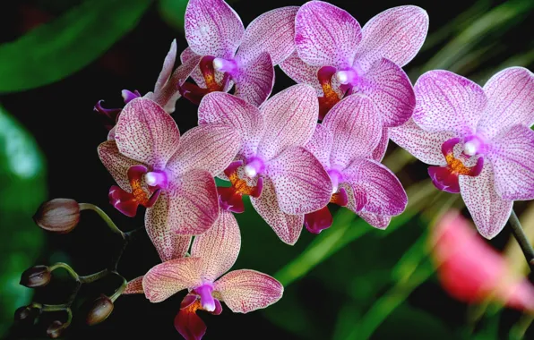 Picture petals, pink, Orchid
