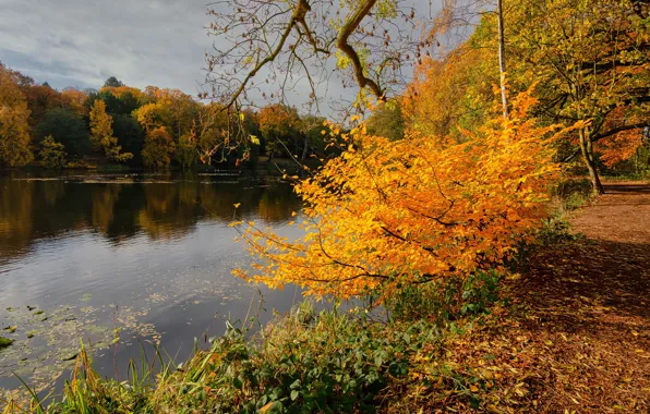 Autumn, forest, grass, leaves, light, trees, branches, lake