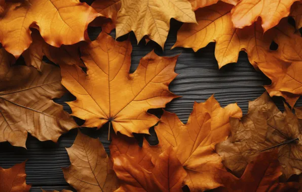 Autumn, leaves, colorful, wood, autumn, leaves, cozy, maple