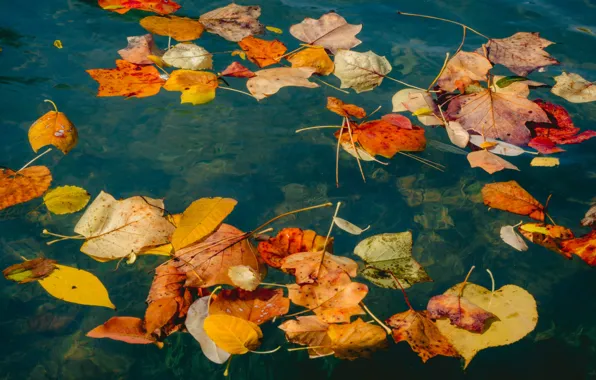 Autumn, water, nature, foliage, bright, yellow, red, pond