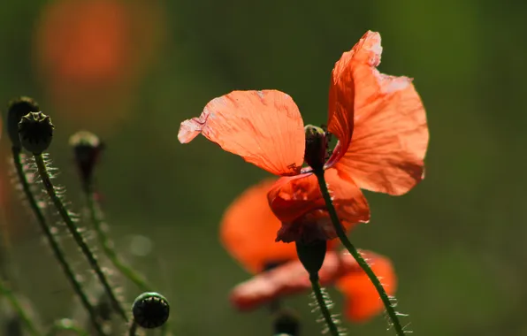 Red, flower, poppy