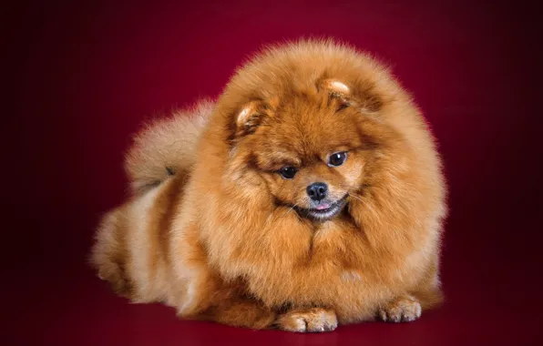 Picture fluffy, red, Spitz