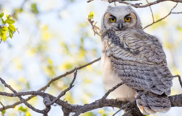 Picture white, look, branches, owl, bird, light background, motley