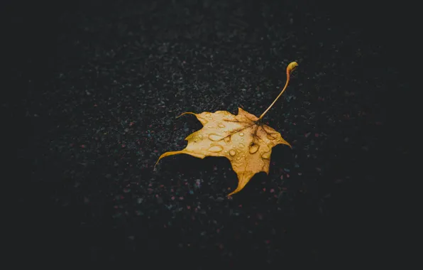 Road, autumn, drops, yellow, the dark background, one, leaf, after the rain