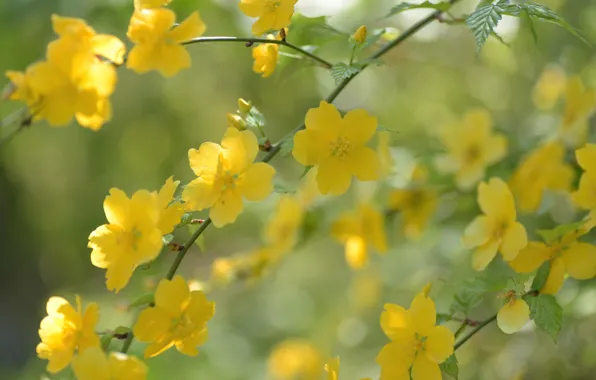 Picture light, flowers, branches, yellow, spring, flowering, shrub, bokeh