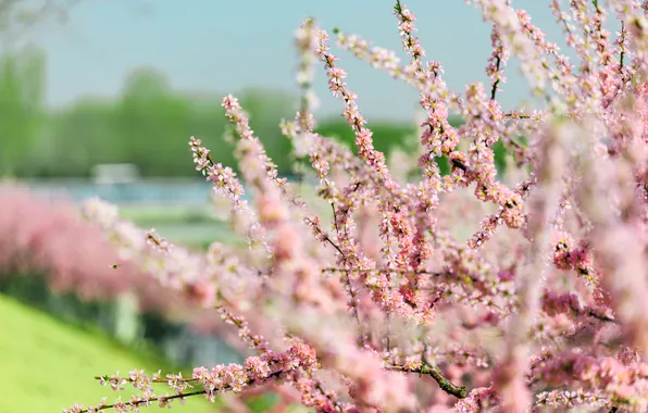 The sky, light, flowers, branches, nature, cherry, tree, spring