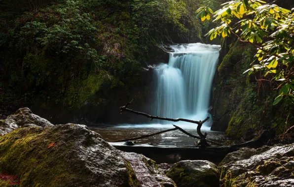 Forest, light, branches, stones, rocks, foliage, waterfall, stream