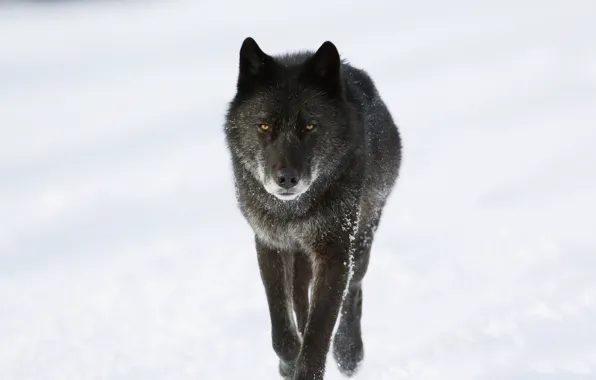 Winter, snow, wolf, predator