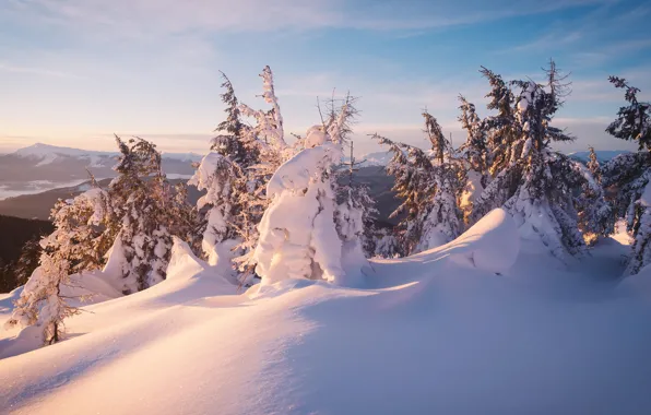 Winter, frost, forest, the sky, clouds, light, snow, trees