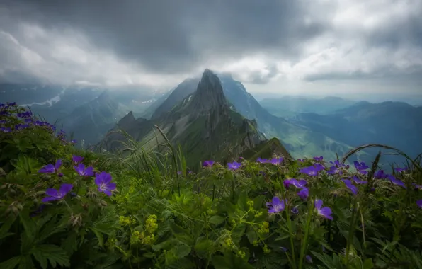 Flowers, mountains, Switzerland, Alps, top, panorama, Switzerland, Alps