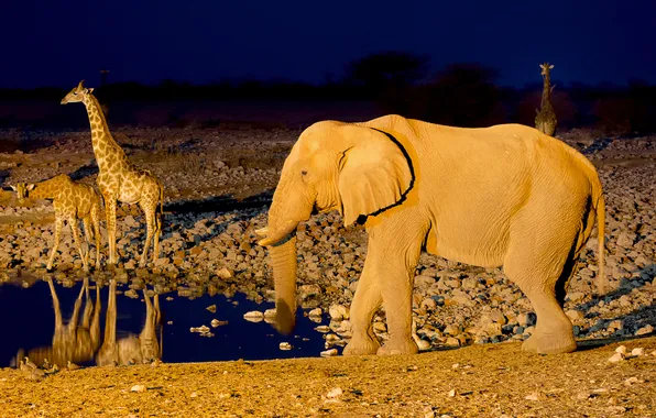 Elephant, giraffe, Africa, drink, Namibia, Etosha National Park