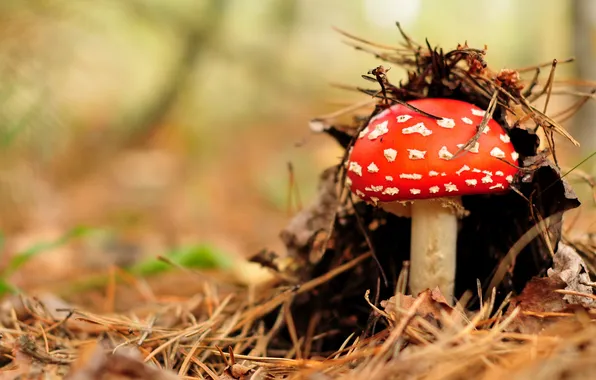 Forest, nature, mushrooms