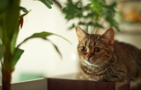 Cat, room, plant, lying