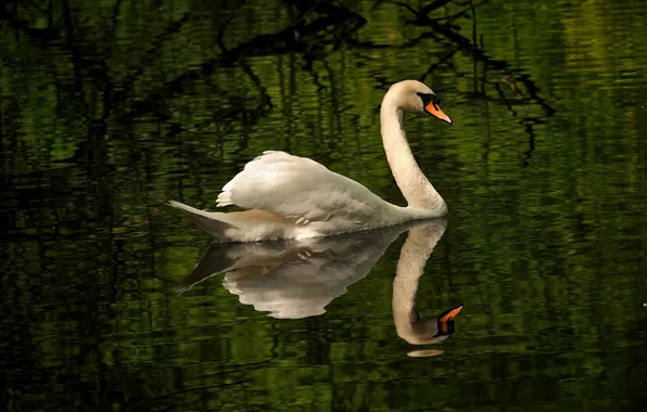 Water, bird, ruffle, grace, Swan