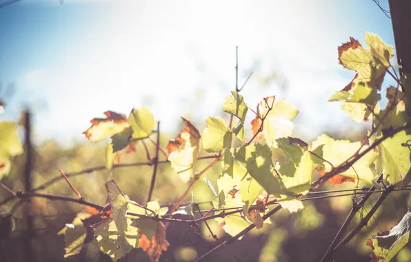 Leaves, branches, green