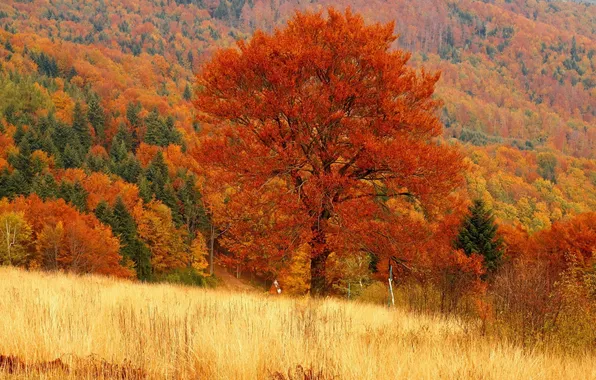 Field, autumn, forest, trees, red
