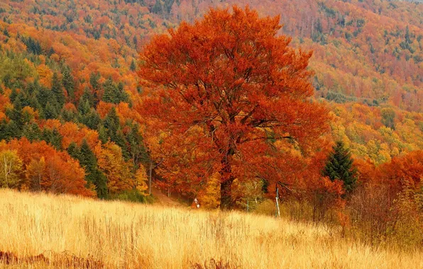 Picture field, autumn, forest, tree, red