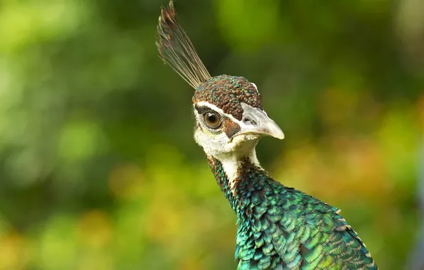 Picture nature, bird, feathers, beak, peacock
