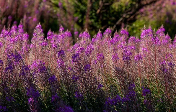 Grass, flowers, plant, meadow