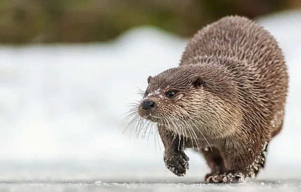 Picture winter, ice, otter