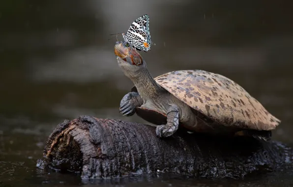 Water, rain, butterfly, turtle, snag, log, pond, bug