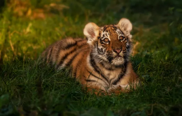 Grass, look, face, light, nature, tiger, baby, lies