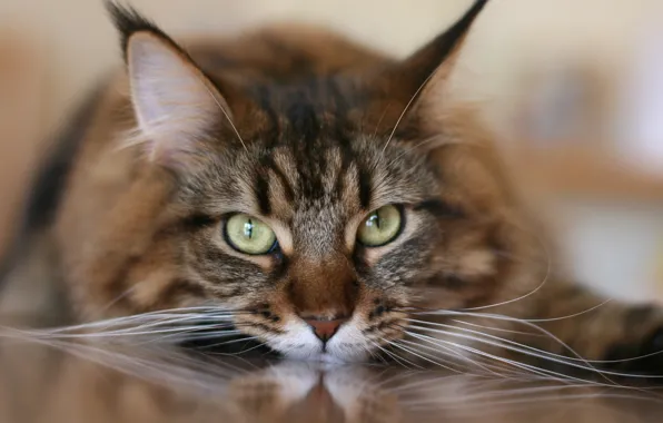 Picture cat, mustache, look