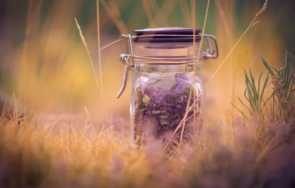 Purple, grass, macro, background, widescreen, Wallpaper, mood, plant