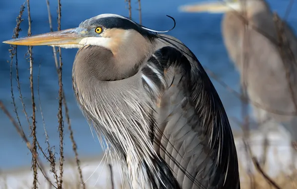 Bird, portrait, pond, Heron, twigs, care, Wallpaper from lolita777