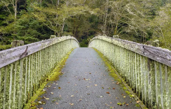 Bridge, nature, Park, moss