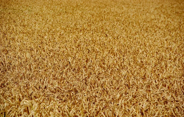 Picture field, summer, the sun, plant, ears, cereals