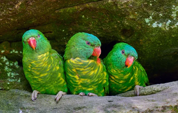 Picture green, bird, parrot, trio, three parrots