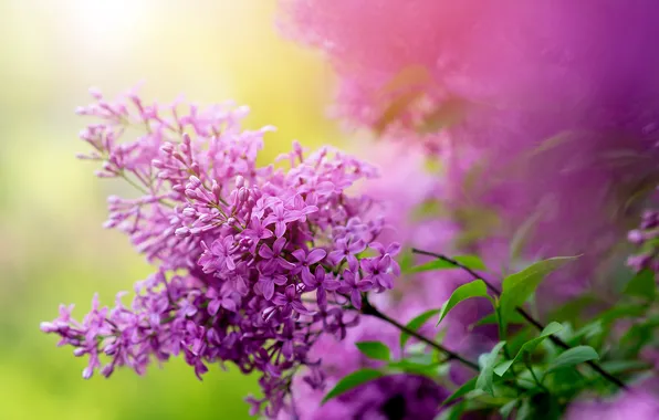 Picture branches, nature, spring, garden, the bushes, lilac
