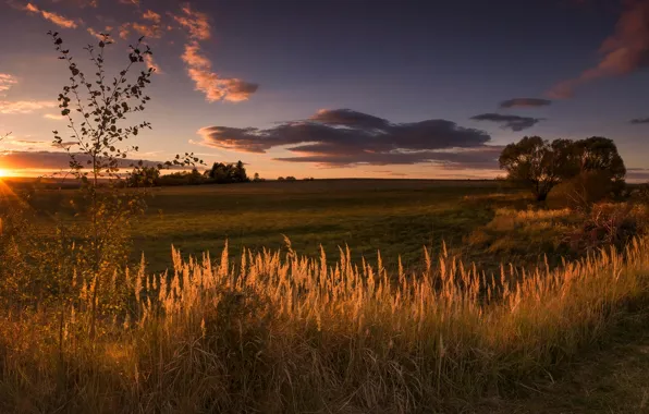 Picture field, the sky, grass, the sun, clouds, light, trees, landscape
