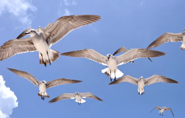 Picture the sky, flight, birds, wings, Seagull