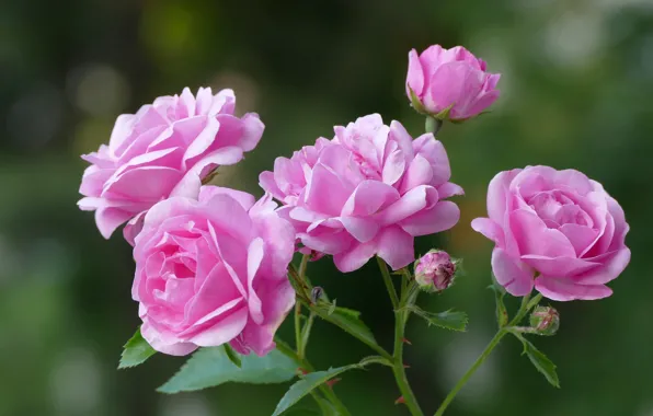 Picture background, roses, petals, pink, buds