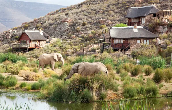 Home, Mountains, Elephants, South Africa, South Africa, Safari, Safari, Aquila Private Game Reserve