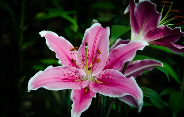 Flower, leaves, macro, pink, Lily, garden