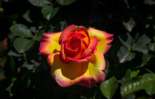 Flower, leaves, the dark background, rose, orange, garden, Bud, yellow