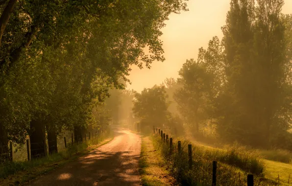 Picture road, fog, morning
