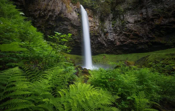 Rock, waterfall, fern