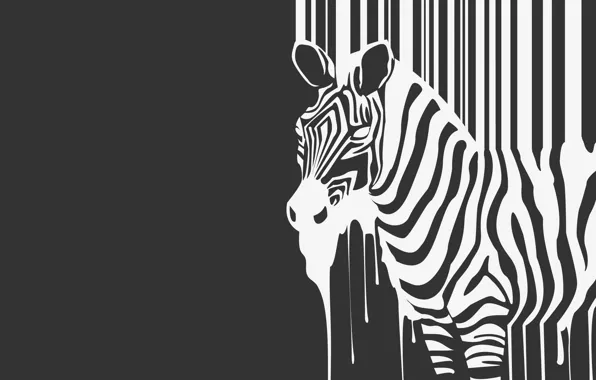 Picture strips, b/W, Zebra, beast, flows, animal, zebra