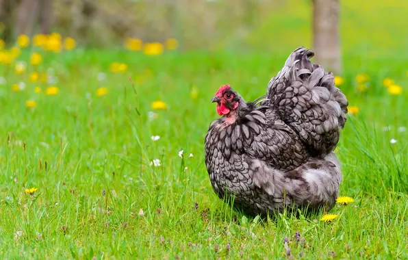 Picture field, nature, chicken