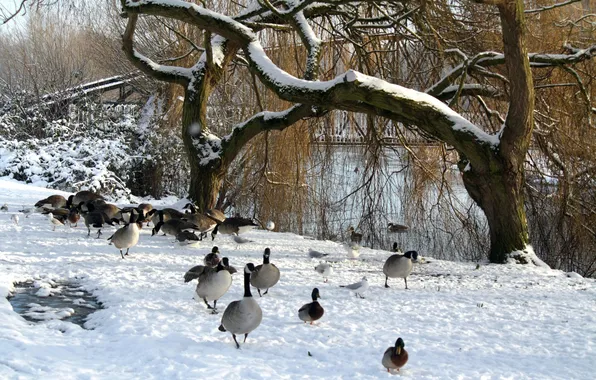 Picture winter, trees, lake, pond, Park, duck