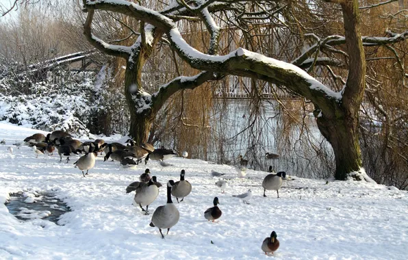 Winter, trees, lake, pond, Park, duck