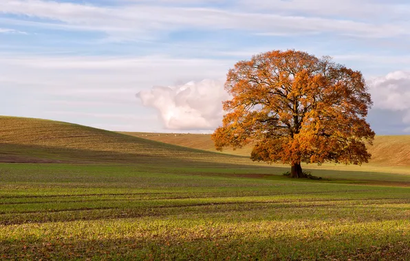 Field, autumn, landscape, tree